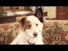Dog With a Blog Season 1 Episode 17   Avery's First Breakup - Full Episode - HQ -