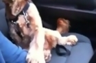 Dog Needs To Hold Hands During Car Ride