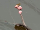 Toxic, bubblegum-like snail eggs turn up in New Orleans