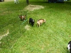 Buttermilk, a mischievous five-week-old goat plays with her friends.