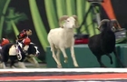 NFL Halftime Show: Monkeys Riding Dogs, Herding Sheep