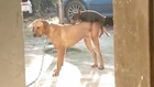 Small Dogs Desperately Trying to Hump Larger Dogs