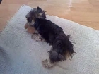 Crazy Cute Yorkshire terrier Dog High Five and plays with teddy bear