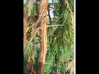 Arborvitae and Cypress Plant Health Tips    Prevention Tips