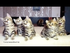 Chorus line of Kittens performs Christmas dance