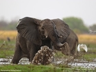 Animal South African Wildlife safari topten@world