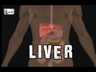 Liver anatomy and function | Human Anatomy and Physiology video 3D animation | elearnin