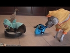 Shark-Cat, Shark-Duck and Duck-Dog doing a Shark WEEK!