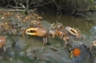 Nature: Fiddler Crabs