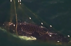 Humpback Whale Rescued from Shark Nets off Australian Coast