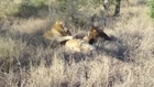 2 Male Lions attacking and Killing an Intruder Male Lion