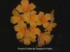 Origami Four Petaled Flower by Deeplaxmi S. Palkar