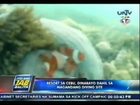 UNTV News: Resort sa Cebu, dinarayo dahil sa magandang diving site (FEB132013)