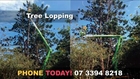 palm removal Call For Free Quotes 07 3394 8218 palm removal