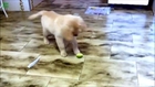 Funny Dogs playing with lemon and lime.... So so cute!