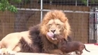 Lion and puppy caught 'kissing' on camera