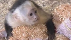 Justin Bieber's pet monkey finds new home at German zoo