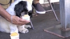 Dog ice cream 'Barkeria' cools down hot dogs