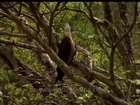 Pallas' Fishing Eagle squeals out its hauntingly beautiful call!