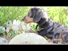 Mini Dachshund Puppy Exploring Nature